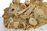 Miniature Fossil Cluster (Ammonites, Scaphopod) - France #270524-3